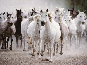 Chevaux au galop Manipulateurs narcissiques