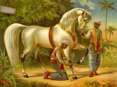 Araber